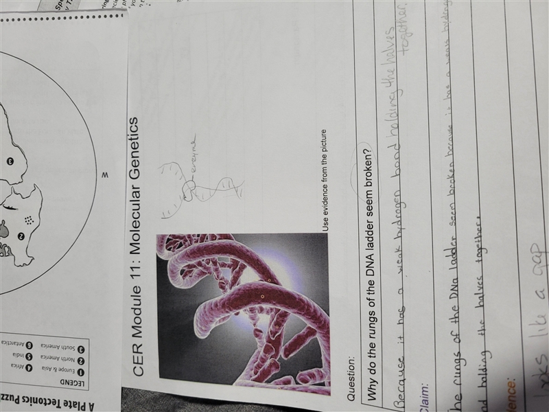 Why do the rungs of the DNA ladder seem broken?-example-1