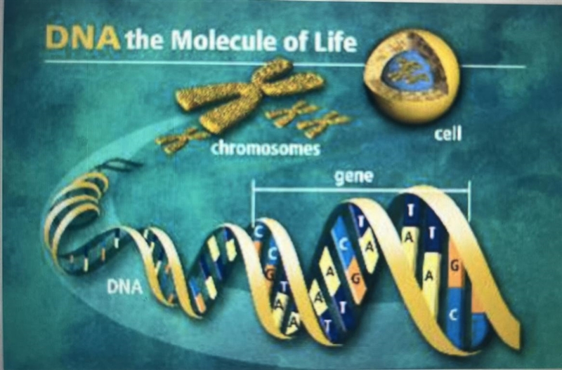 1. Explain how the bottom of the ocean could have possibly produced the first life-example-1