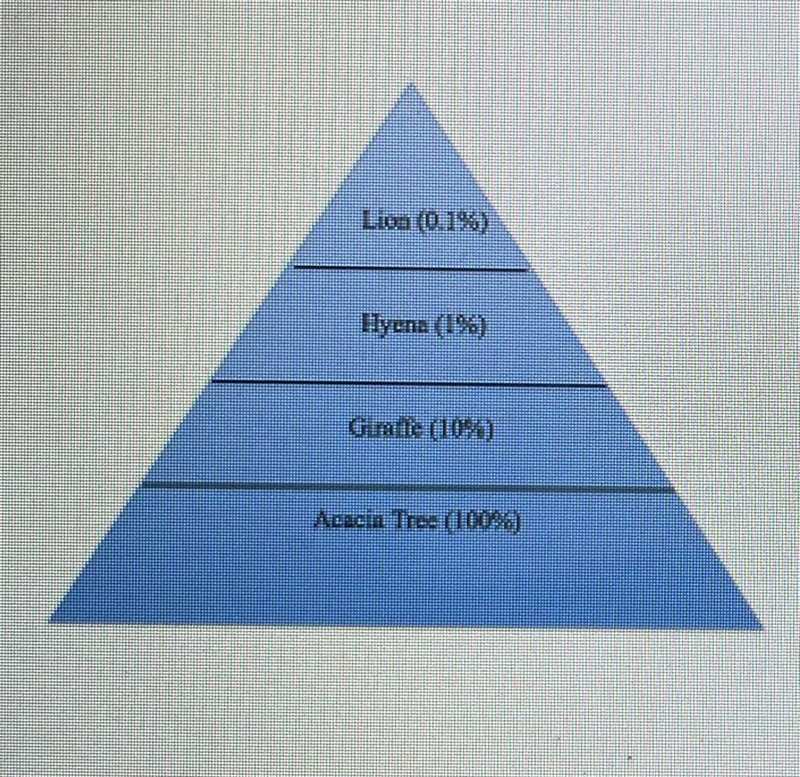 What percent of the acacia trees energy will be transferred to the giraffe?-example-1