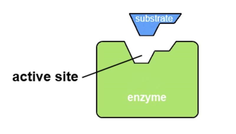 How does the structure of this enzyme help with its function? A. The enzyme's active-example-1