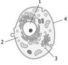 What is number 3 on the cell photo-example-1