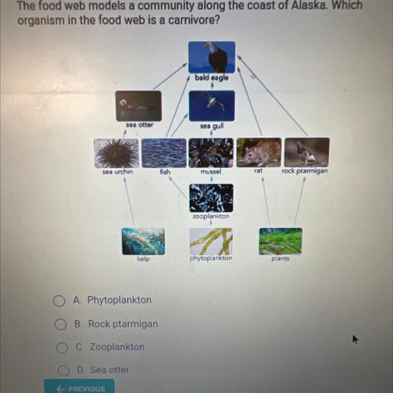 The food web models a community along the coast of Alaska. Which organism in the food-example-1