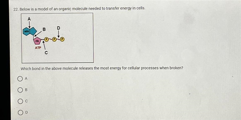 22. Below is a model of an organic molecule needed to transfer energy in cells.Which-example-1