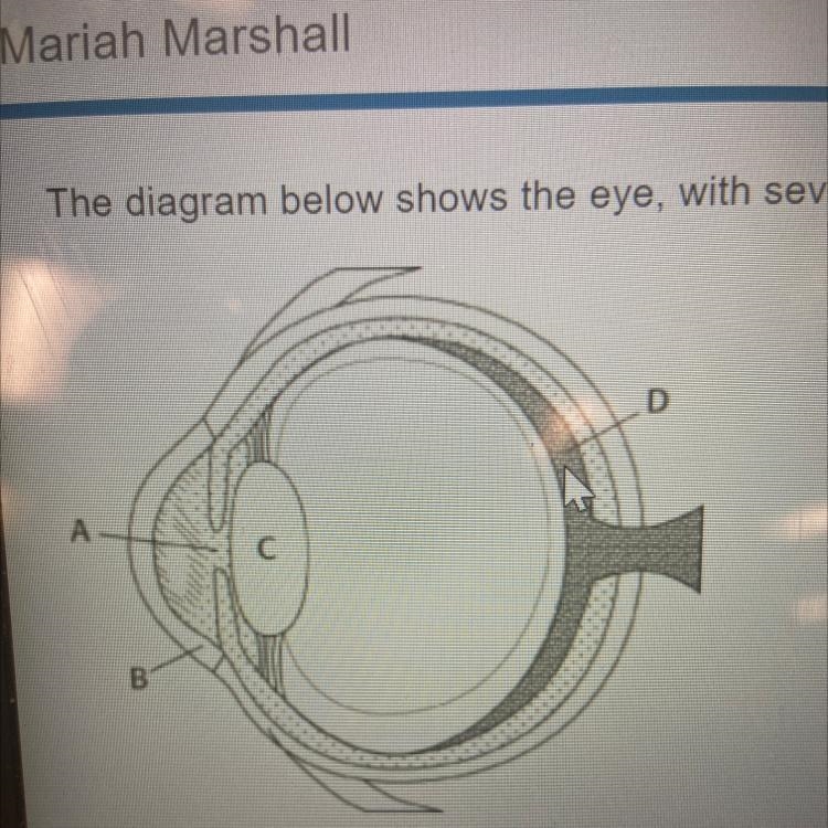 The diagram below shows the eye, with several features labeled which part of the eye-example-1