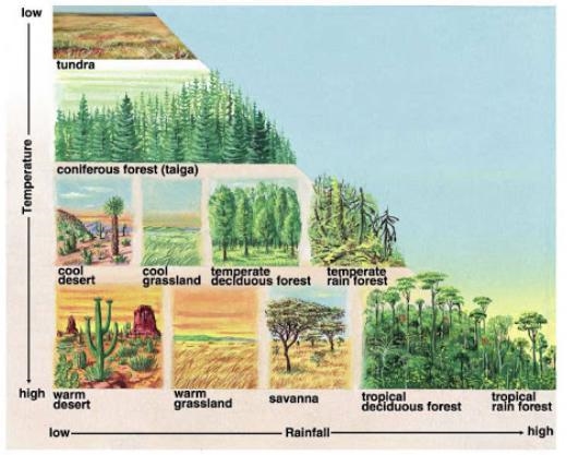 Summarize the relationship between rainfall and temperature and biomes-example-1