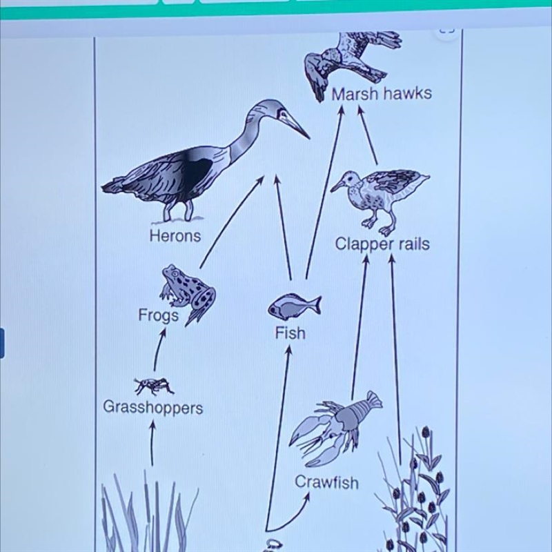 What are two organisms in the food web that belong in the plant kingdom?-example-1