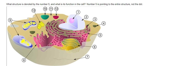 What structure is denoted by the number 5, and what is its function in the cell? Number-example-1