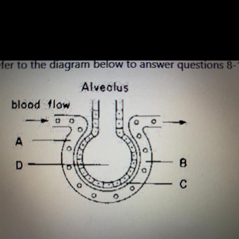 9) The type of blood vessel shown in the diagram is: OA) an artery OB) a capillary-example-1