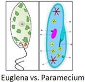 How does the euglena differ from the paramecium?A. Euglena is photosynthetic.B. Paramecia-example-1