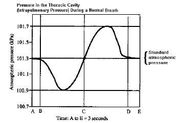 The air pressure in the lungs is called the intrapulmonary pressure. Study the graph-example-1