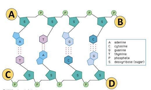 Where is the 3' end for the bottom strand of this DNA molecule? (A, B, C or D?)-example-1