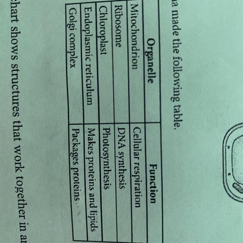 In her table, Juana listed several cell organelles and their functions, but she made-example-1