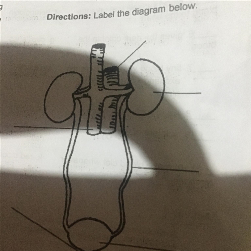 ACTIVITY 3 Directions: Label the diagram below. Plsss Help ME plss I really need this-example-1