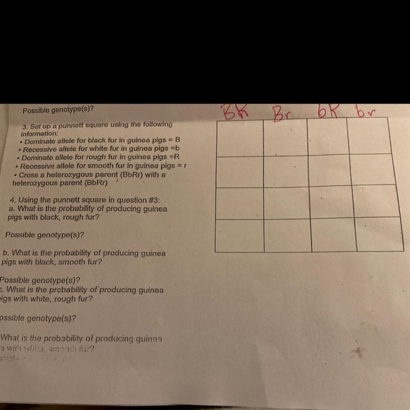 How do I set up or the punnet square or what do I put on the left side?-example-1