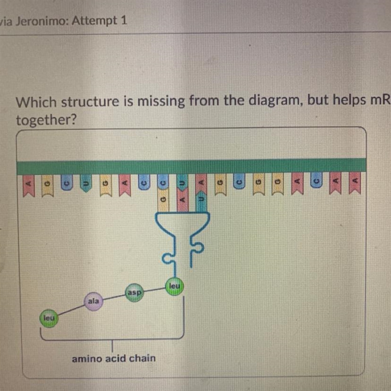 Which structure is missing from the diagram, but helps mRNA and tRNA bind together-example-1