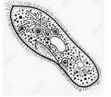 Identify the organism below and the structure it uses to move.A. Paramecium; ciliaB-example-1