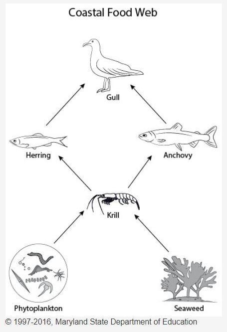 The figure below shows a simple marine food web. What impact would you expect to see-example-1