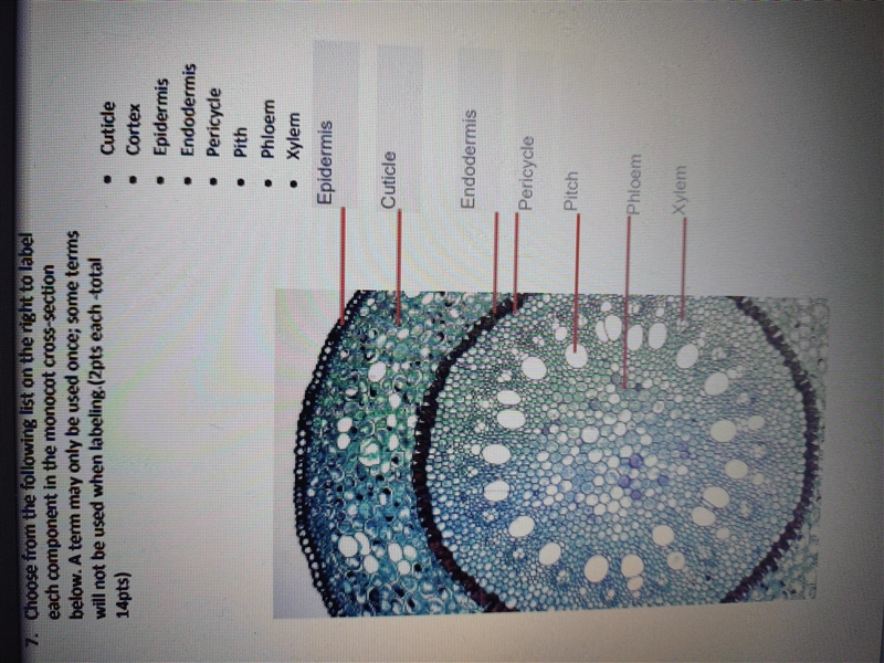 Choose from the following list on the right to label each component in the monocot-example-1