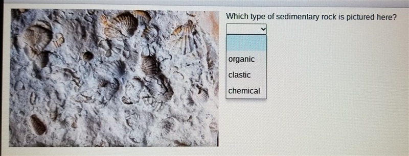 Which type of sedimentary rock is pictured here?​-example-1