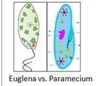 Both the euglena and paramecium seen here have___?A. chlorophyll and are producersB-example-1