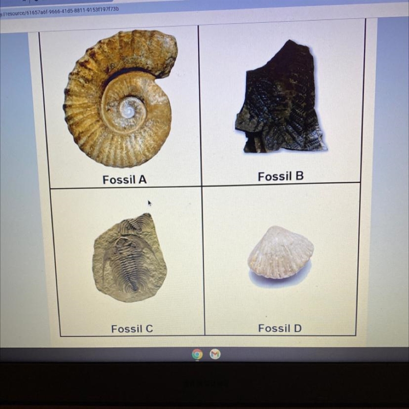 which of your fossils is most likely heterotrophs? which of them are autotrophs? how-example-1