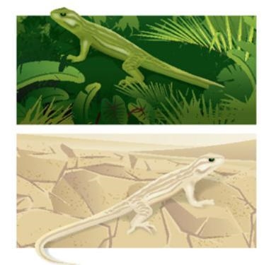 What behavioral adaptation might allow these lizards to survive in their environments-example-1