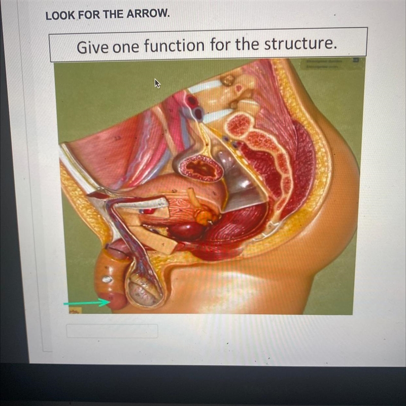 Give one function for this structure-example-1