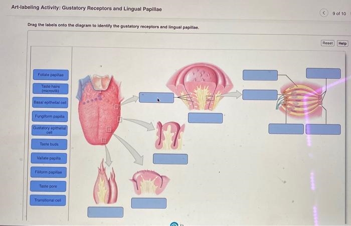 Art-labeling Activity: Gustatory Receptors and Lingual Papillae Drag the labels onto-example-1