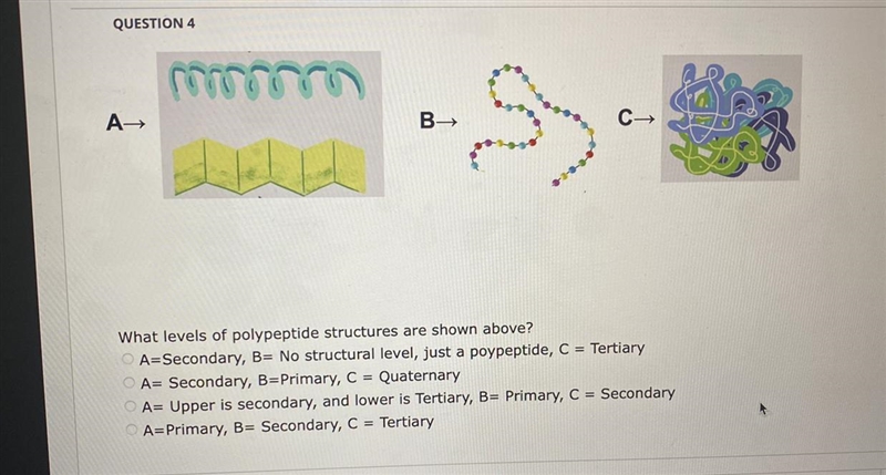 What levels of polypeptide structures are shown above?A=Secondary, B= No structural-example-1