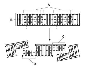 What does the image below show? 1. polymerase chain reaction 2. a restriction enzyme-example-1