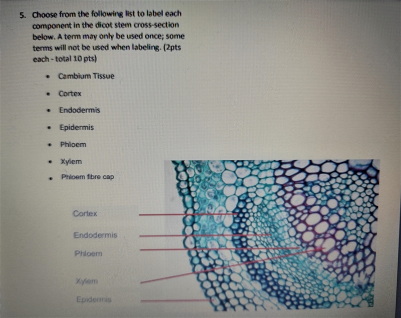 Choose from the following list to label each component in the dicot stem cross-section-example-1