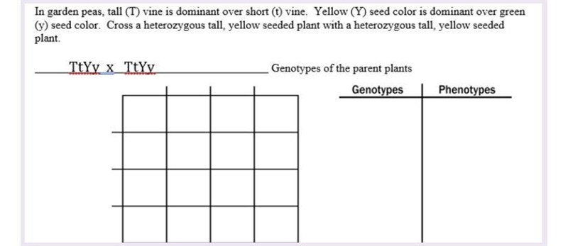 What is the probability for yellow offspring?What is the probability for a short offspring-example-1