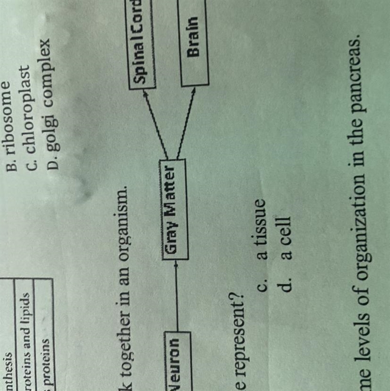 What do the structures as a whole represent? A. an organ system B. a tissue C. a cell-example-1