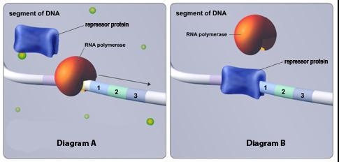 Item 2Which diagram shows a system in which the lac operon genes are about to be transcribed-example-1