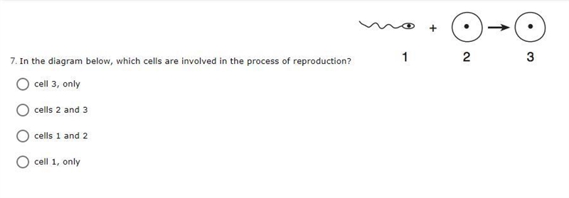 In the diagram below, which cells are involved in the process of reproduction? a. cell-example-1