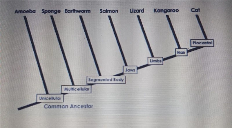 A cladogram is shown belowWhy is the amoeba considered an outgroup in this cladogram-example-1