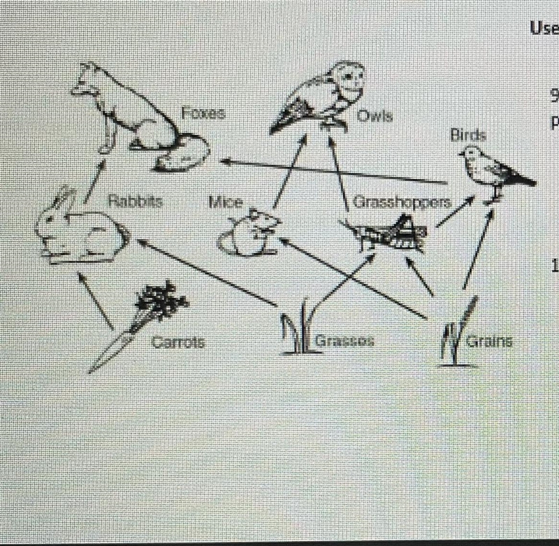 10. which organism is an omnivore?a. owlb. mousec. birdd. carrot11. which of these-example-1