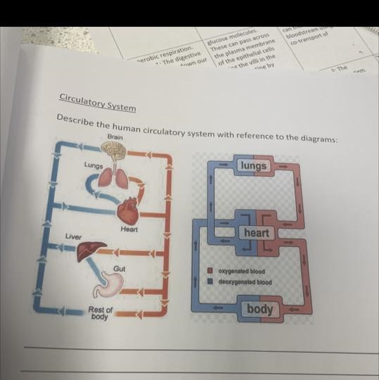 Describe the human circulatory system with reference to the diagram-example-1