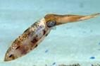 To which group of invertebrates do cephalopods, such as squids, belong?Question 7 options-example-1