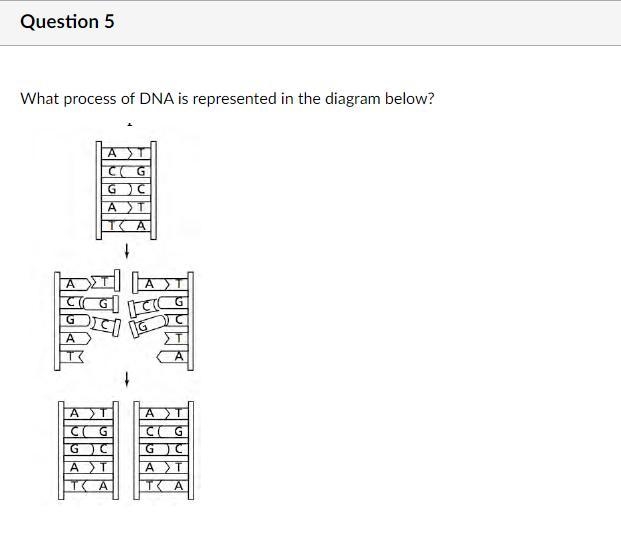 What process of DNA is represented in the diagram below?-example-1