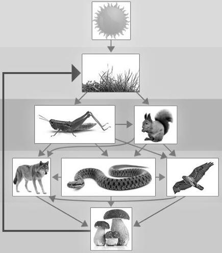 According to this food web, which of the following shows at least two organisms that-example-1