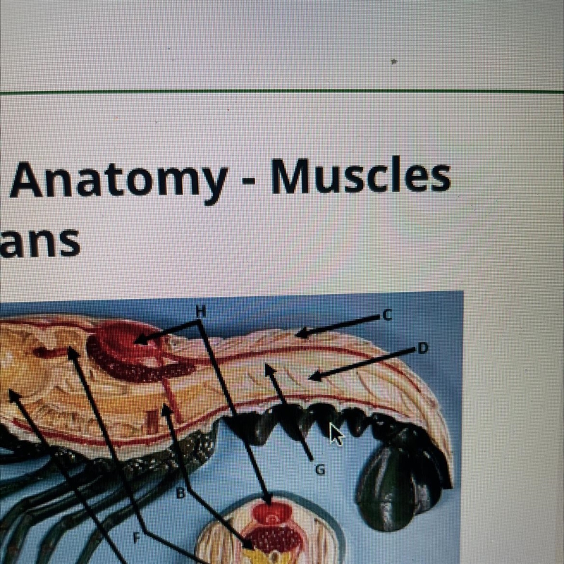 What is D in this anatomy of a crawfish?-example-1