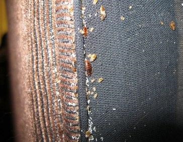 Fifty years ago, bed bugs were nearly eliminated in the United States by using of-example-1