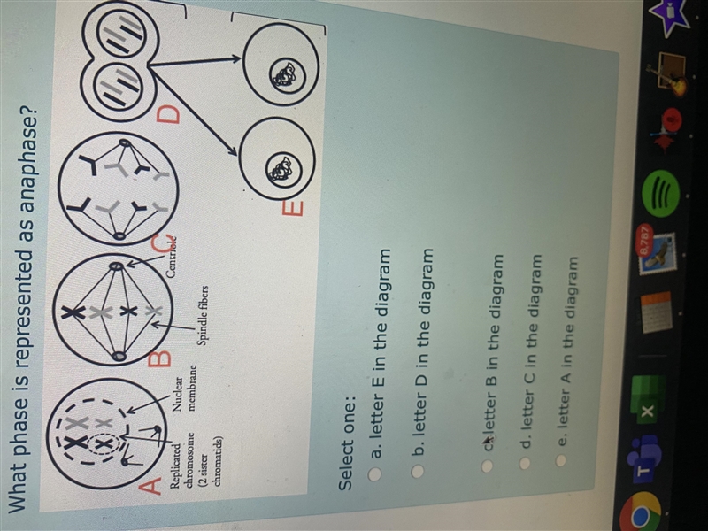 What phase is represented as anaphase?Select one:a.letter E in the diagramb.letter-example-1