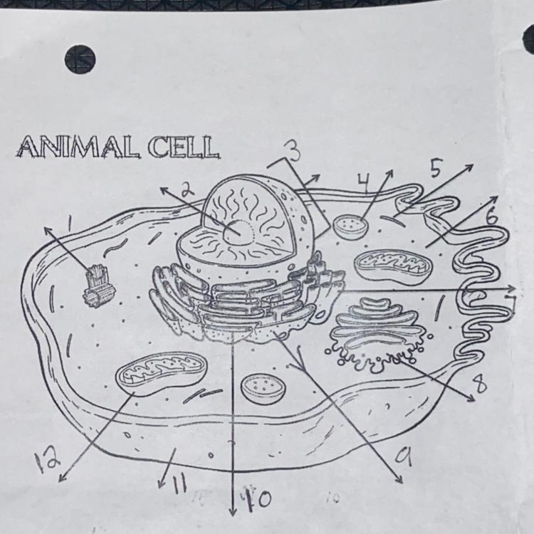 ANIMAL CELL labeling please help-example-1