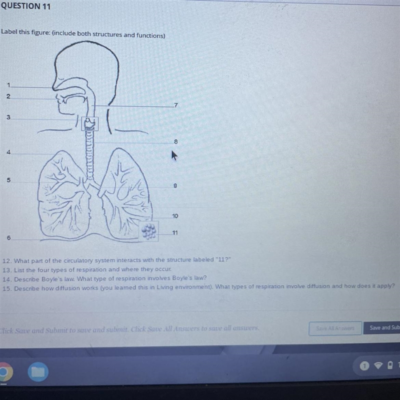 12. What part of the circulatory system interacts with the structure labeled 11?13. List-example-1