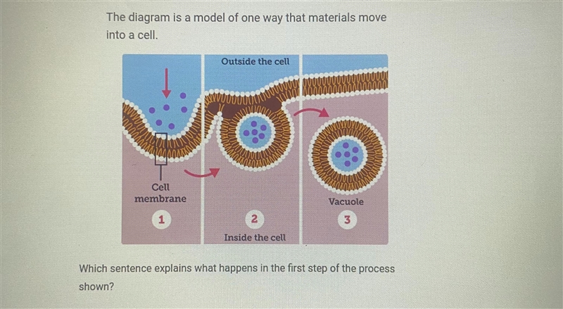 The diagram is a model of one way that materials moveinto a cell.Which sentence explains-example-2