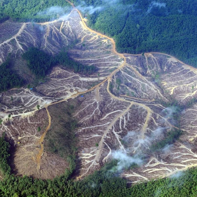 What are a few things that humans can change about the way we use land to reduce deforestation-example-1