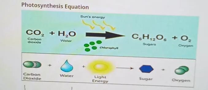 In this photosynthesis equation, on what side do you find the reactants?a) leftb) right-example-1