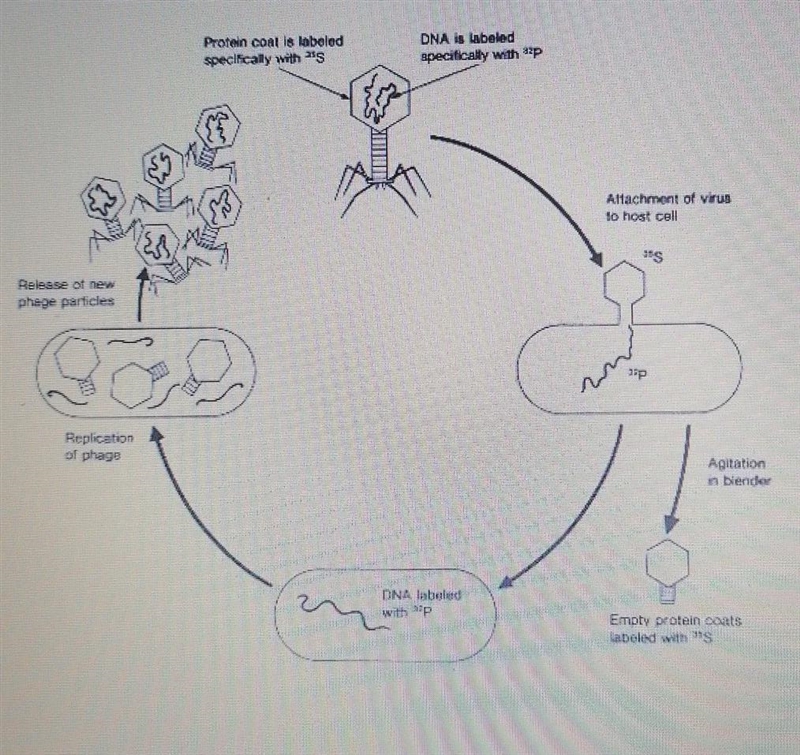 Please refer to image below What is the purpose of this experiment? Why?-example-1